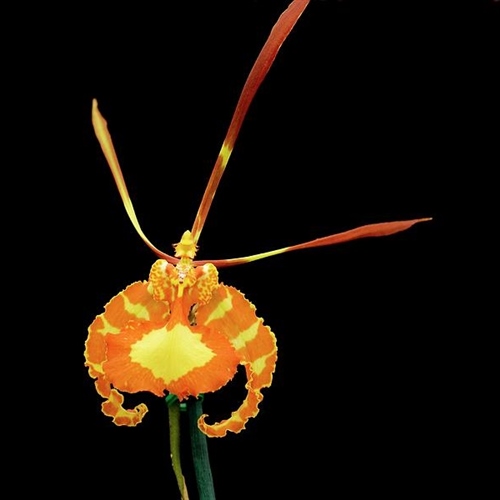 Psychopsis papilio