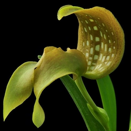 Bulbophyllum grandiflorum