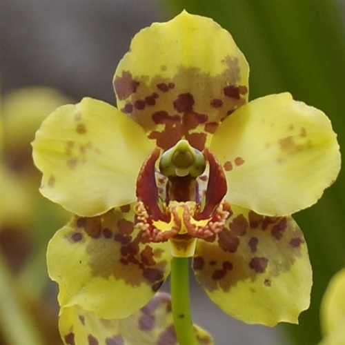 Cyrtopodium palmifrons