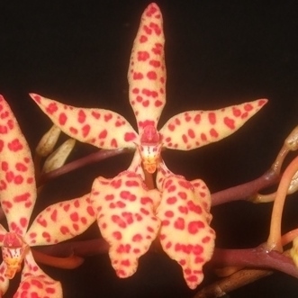 Renanthera monachica