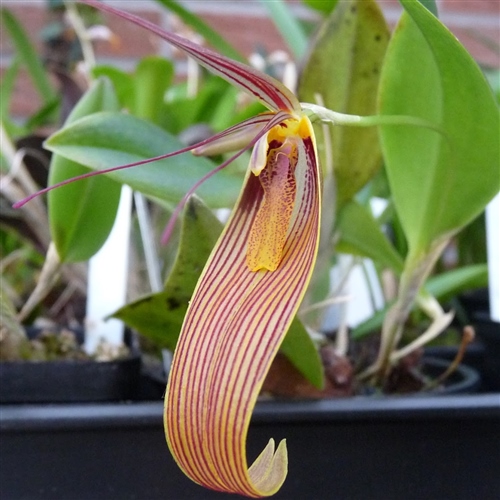 Restrepia antennifera 'gigantea'