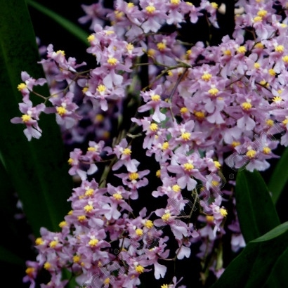 Oncidium sotoanum