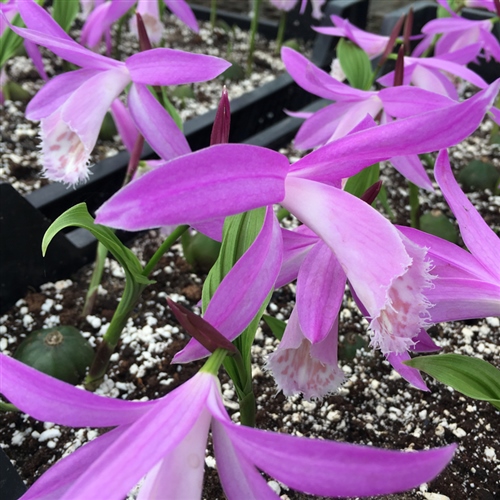 Pleione formosana var. Chinii