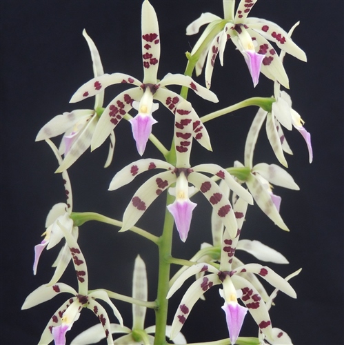 Prosthechea prismatocarpa 