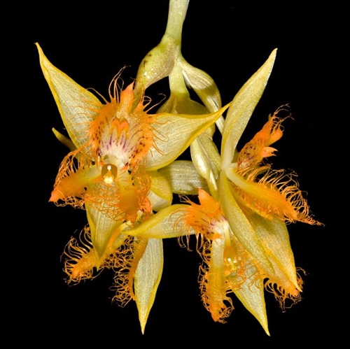 Sievekingia reichenbachiana