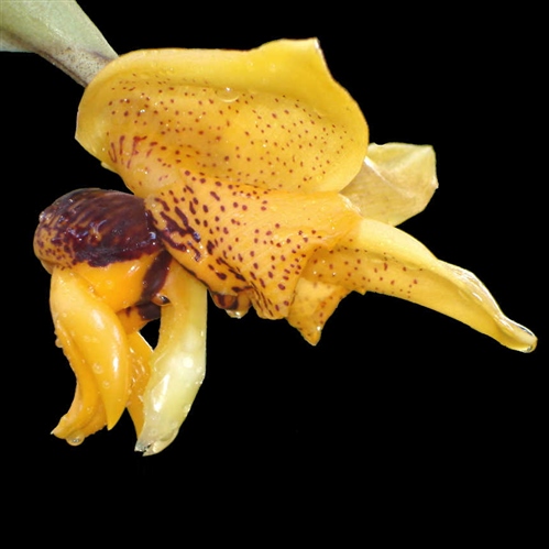 Stanhopea connata