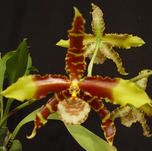Rossioglossum grande