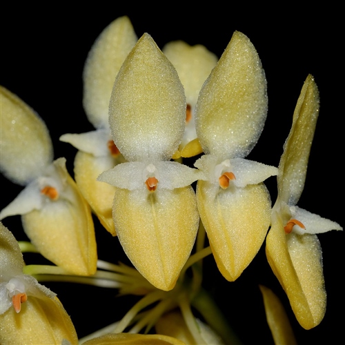 Bulbophyllum pleurothallidanthum (sp. geel)