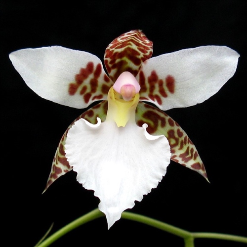 Rhynchostele rossii