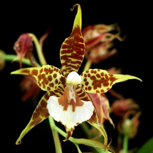 Rhynchostele cordata
