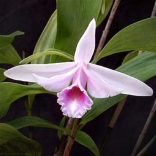 Sobralia specie