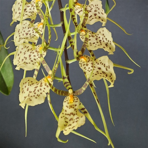 Brassia maculata