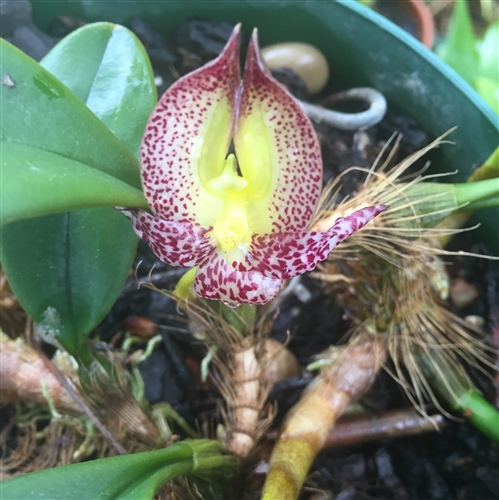 Bulbophyllum macranthum