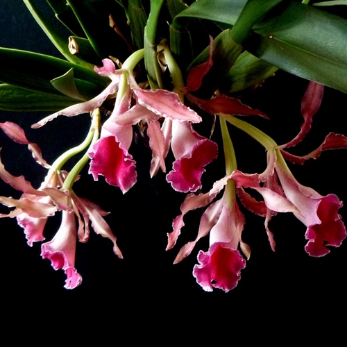 Trichopilia marginata