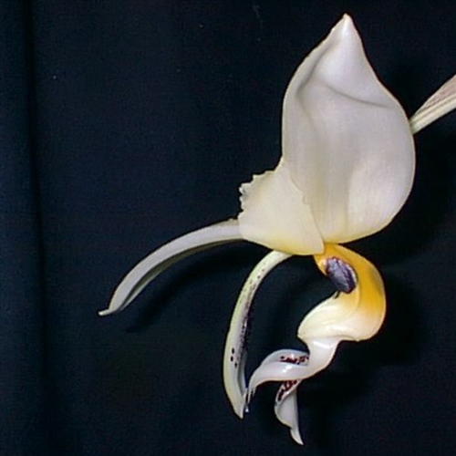 Stanhopea embreei