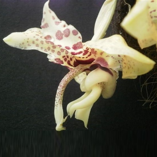 Stanhopea hernandezii