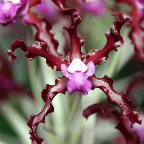 Schomburgkia undulata