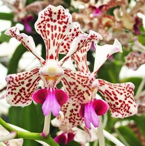 Vanda suavis