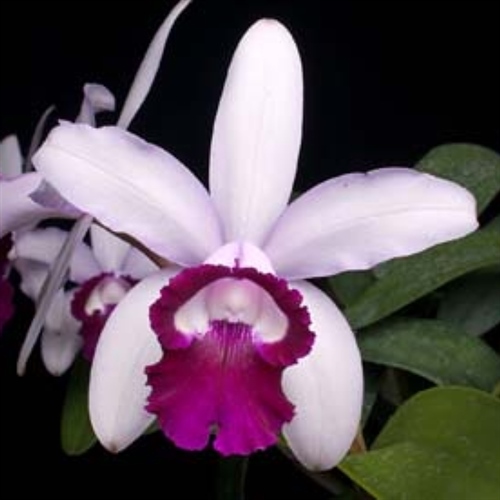 Cattleya intermedia