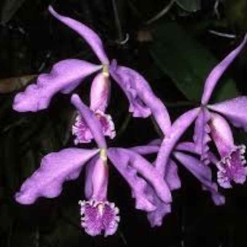 Cattleya maxima