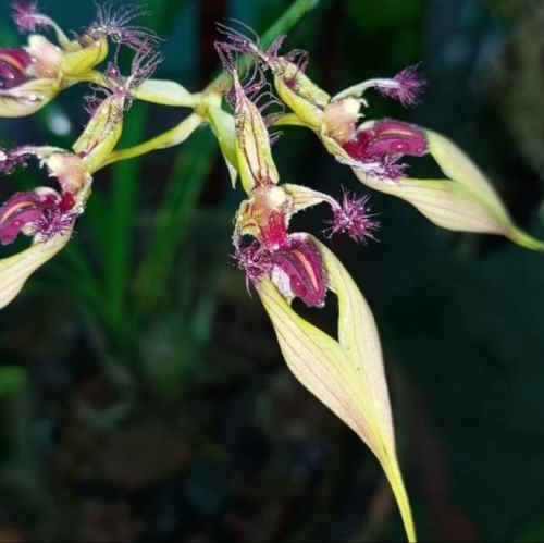 Bulbophyllum ornatissimum